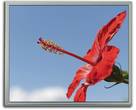 TFT LCD