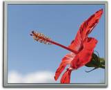 TFT LCD